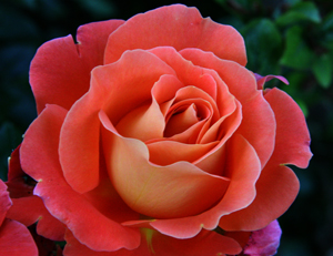rose 5
